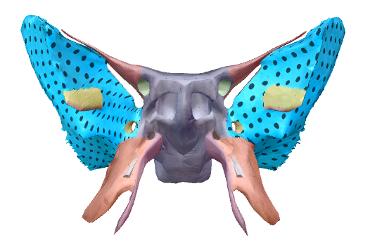 <p>Identify this landmark on the Sphenoid bone</p><p></p>