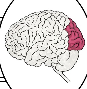 <ul><li><p>The occipital lobe (lubus occipitalis) is all about visual processing and it gets its information from the eyes. </p></li><li><p>The occipital lobes sit at the back of the head and are responsible for visual perception, including colour, form and motion.</p></li><li><p>Occipital' is Latin for 'back of the head'.</p></li></ul><p></p>