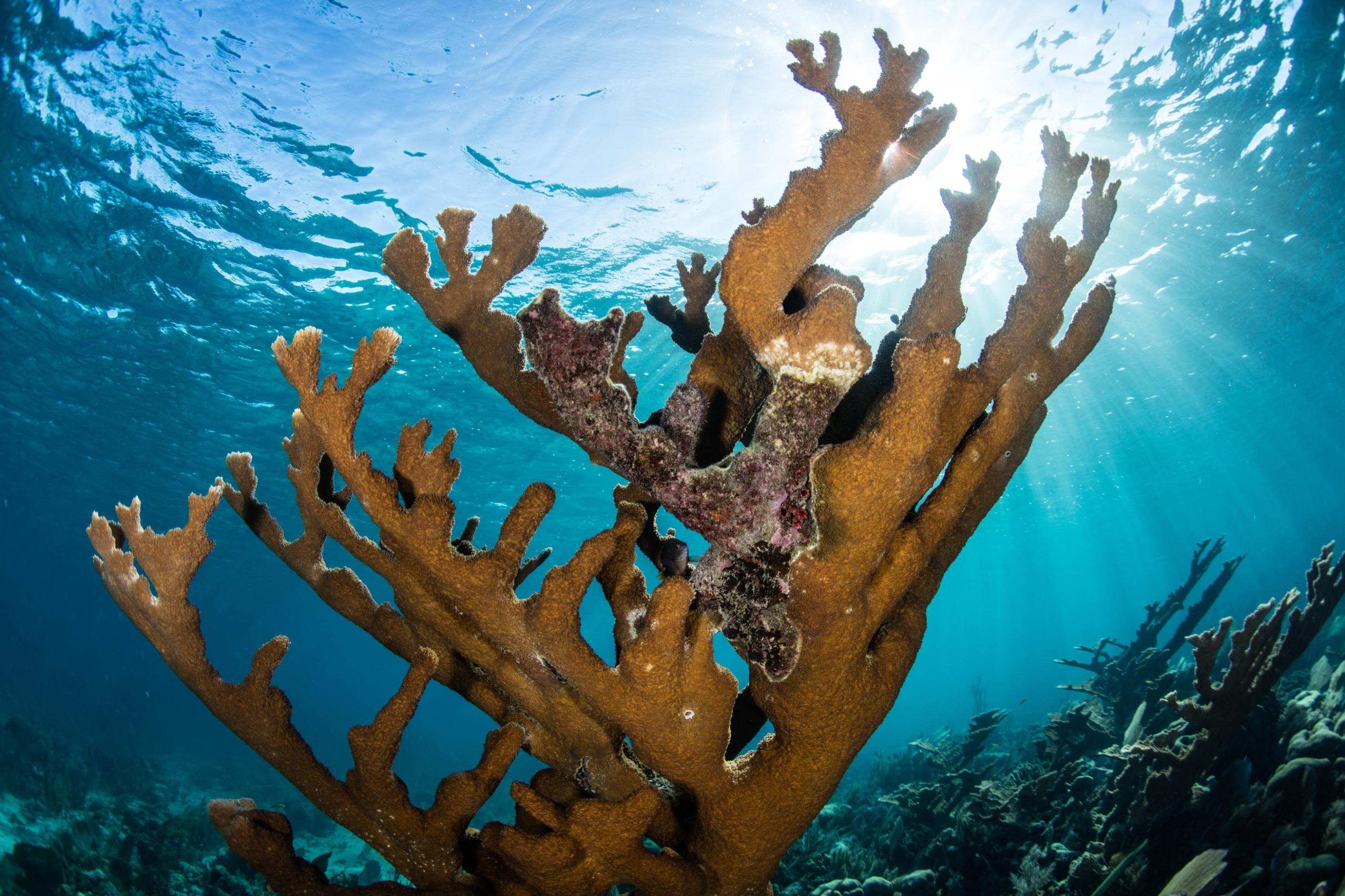 <p>Elkhorn Coral</p>