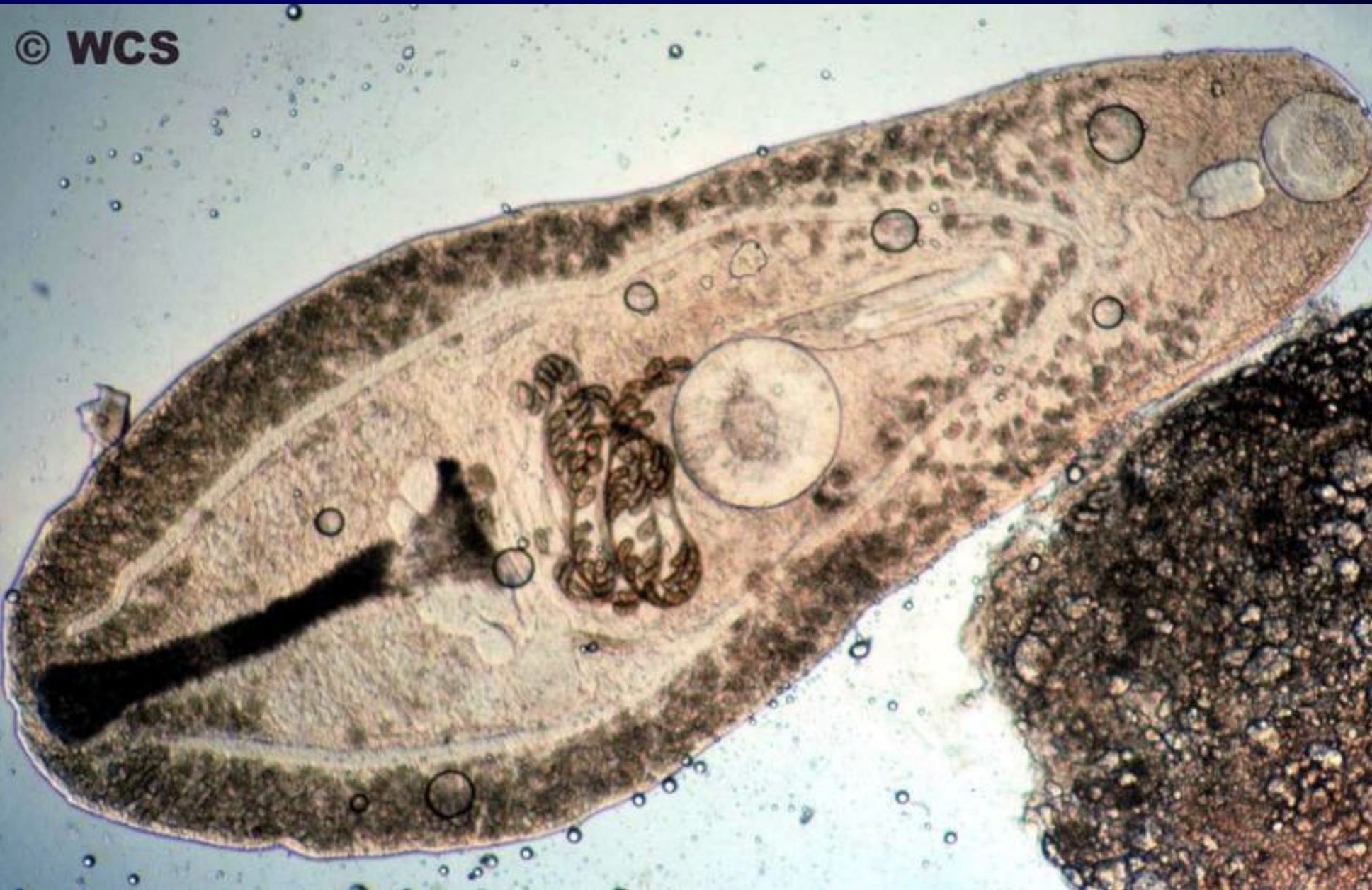 <p>What phylum does this animal belong to</p>