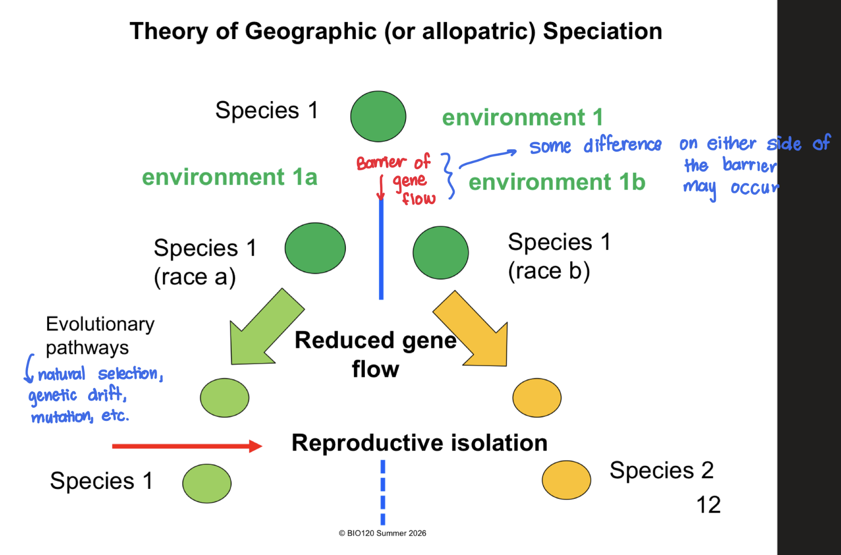 <p>introduction of some barrier to gene flow resulting in speciation:</p>