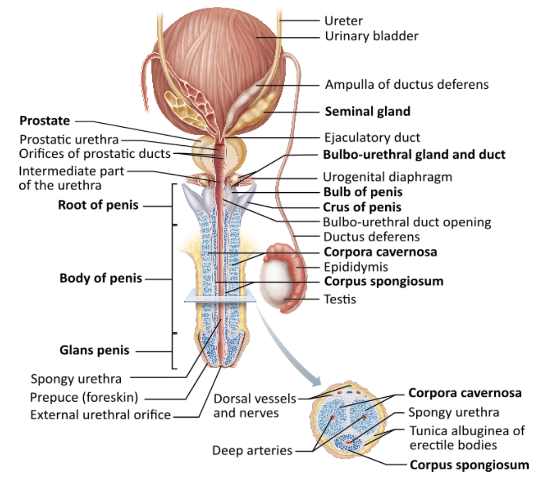 <p><span>Which of these male accessory ducts transports both sperm cells and urine?</span></p><table style="min-width: 25px;"><colgroup><col style="min-width: 25px;"></colgroup><tbody><tr><td colspan="1" rowspan="1" style="margin: 0px; padding: 0.3em; position: relative;"><p>urethra &nbsp; &nbsp; &nbsp; &nbsp;</p></td></tr><tr><td colspan="1" rowspan="1" style="margin: 0px; padding: 0.3em; position: relative;"><p>ejaculatory duct &nbsp; &nbsp; &nbsp; &nbsp;</p></td></tr><tr><td colspan="1" rowspan="1" style="margin: 0px; padding: 0.3em; position: relative;"><p>epididymis &nbsp; &nbsp; &nbsp; &nbsp;</p></td></tr><tr><td colspan="1" rowspan="1" style="margin: 0px; padding: 0.3em; position: relative;"><p>ductus (vas) deferens &nbsp; &nbsp;</p></td></tr></tbody></table><p></p>
