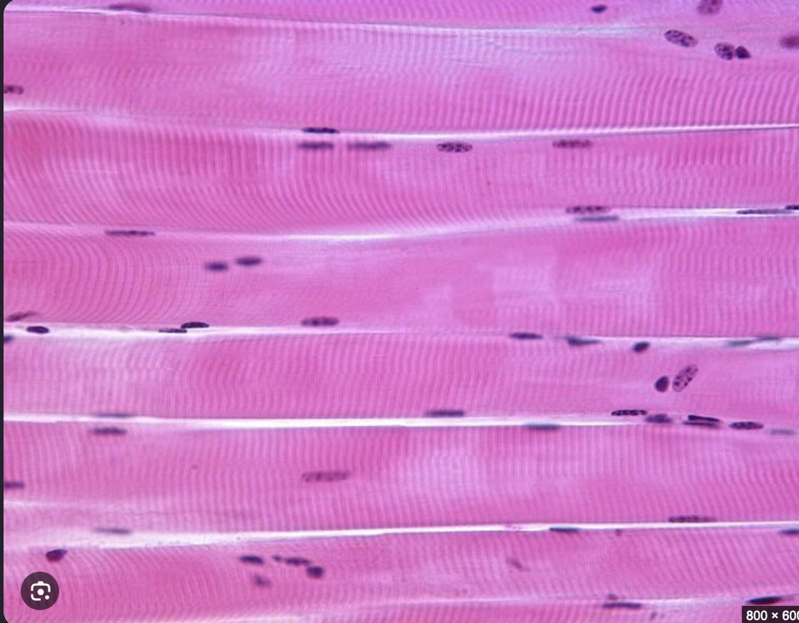 <p>What tissue is this? and where can you find it?</p>