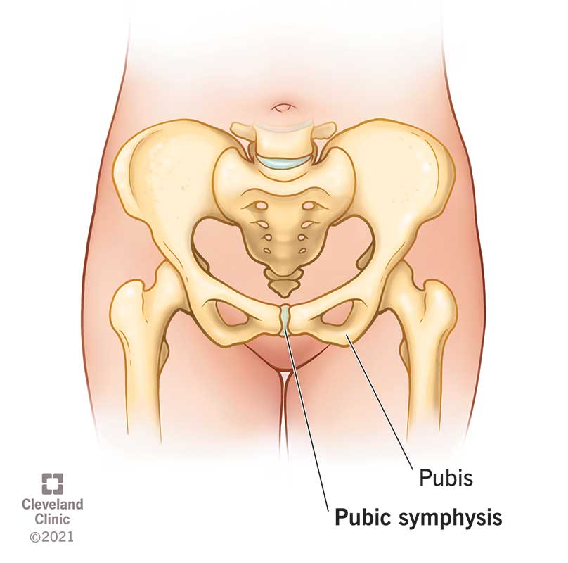 <p>anterior inferior portion of the hip bone</p>