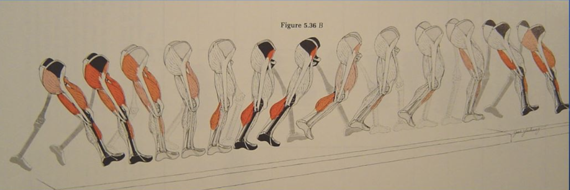 <p><span>What are the hamstring muscles likely doing as the leg goes from mid swing into terminal swing?</span></p>