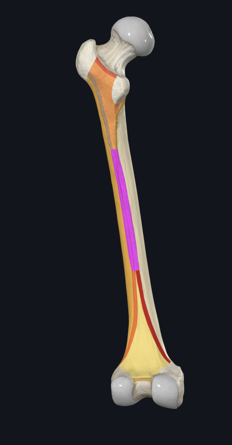 <p>What is highlighted in pink?</p>