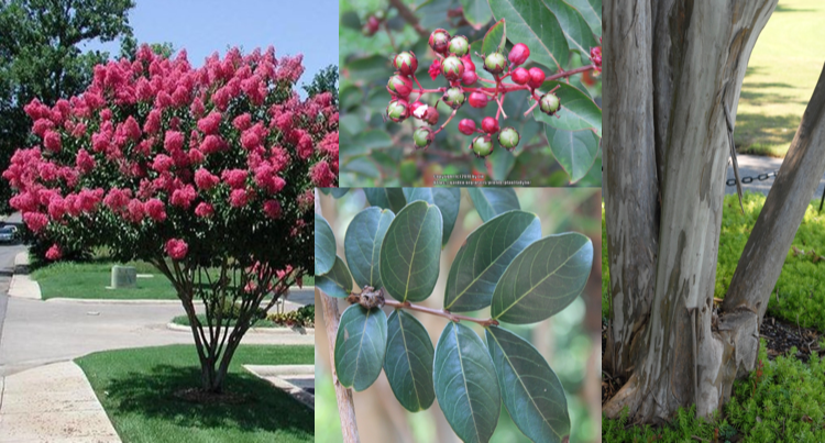 <ul><li><p>eucalyptus looking leaves</p></li><li><p>gray peely bark</p></li><li><p>little cherry things</p></li><li><p>papery flowers</p></li></ul><p></p>