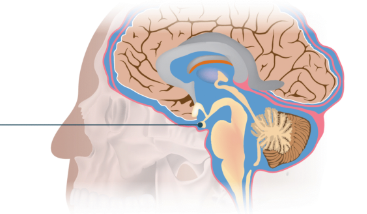 <p><span style="background-color: rgb(54, 56, 64);">a pea-sized endocrine organ located at the base of the brain. Known as the "master gland," it regulates vital bodily functions—including growth, metabolism, and stress responses—by producing essential hormones and directing other glands in the body.</span><span> </span><br></p>