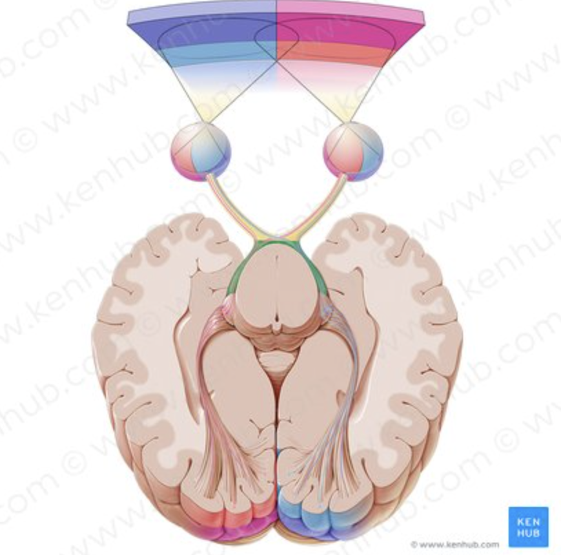 <p>OPTIC TRACT. GREY or WHITE MATTER?</p>
