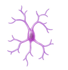 <p>what type of neuroglia is this and what does it do</p>