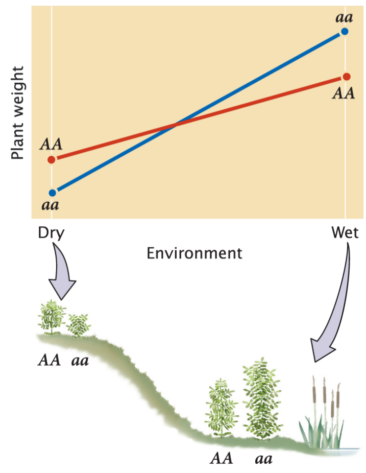 <p>Genotypes behave differently in different environments</p><ul><li><p>Eg. wet environment → aa taller; dry environment → AA taller</p></li></ul><p></p>