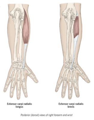 <p>extensor carpi radialis longus and brevis description and movements</p>