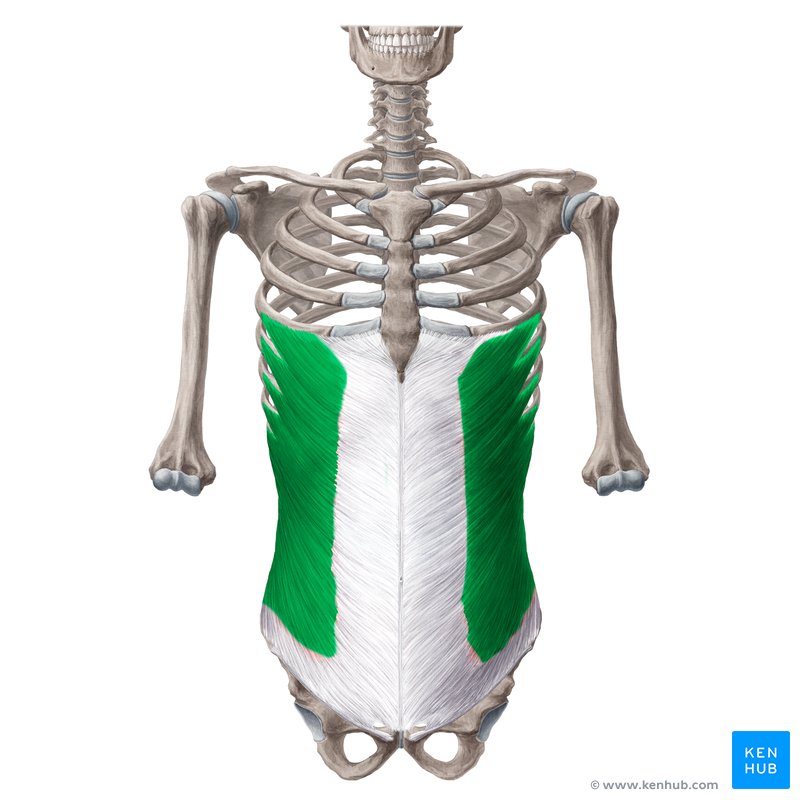 <p>M. obliquus externus abdominis</p>