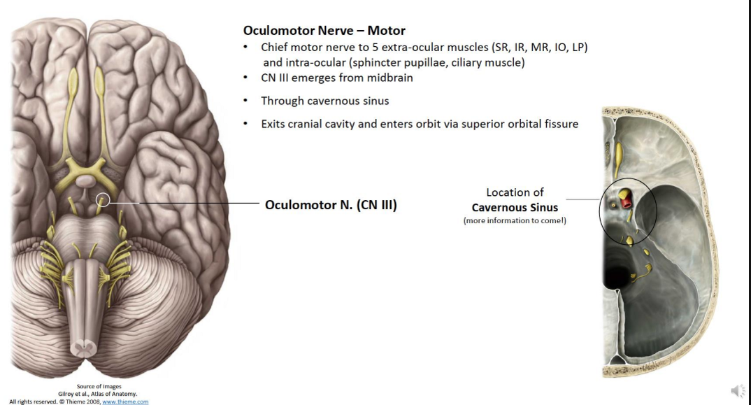 <ul><li><p>Chief motor nerve to 5 extra-ocular muscles (SR, IR, MR, IO, LP) and intra-ocular (sphincter pupillae, cillary muscle) </p></li><li><p>CN III emerges from midbrain</p><ul><li><p>through cavernous sinus</p></li></ul></li><li><p>Exits cranial cavity and enters orbit via superior orbital fissure</p></li></ul><p></p>