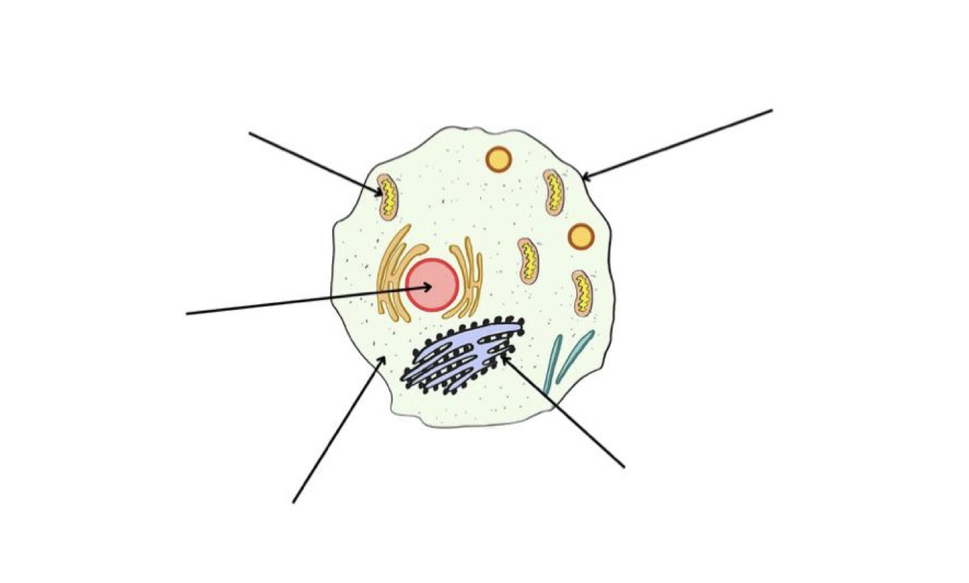 <p>Label this animal cell</p>