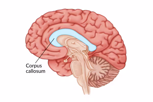 <p>corpus callosum</p>