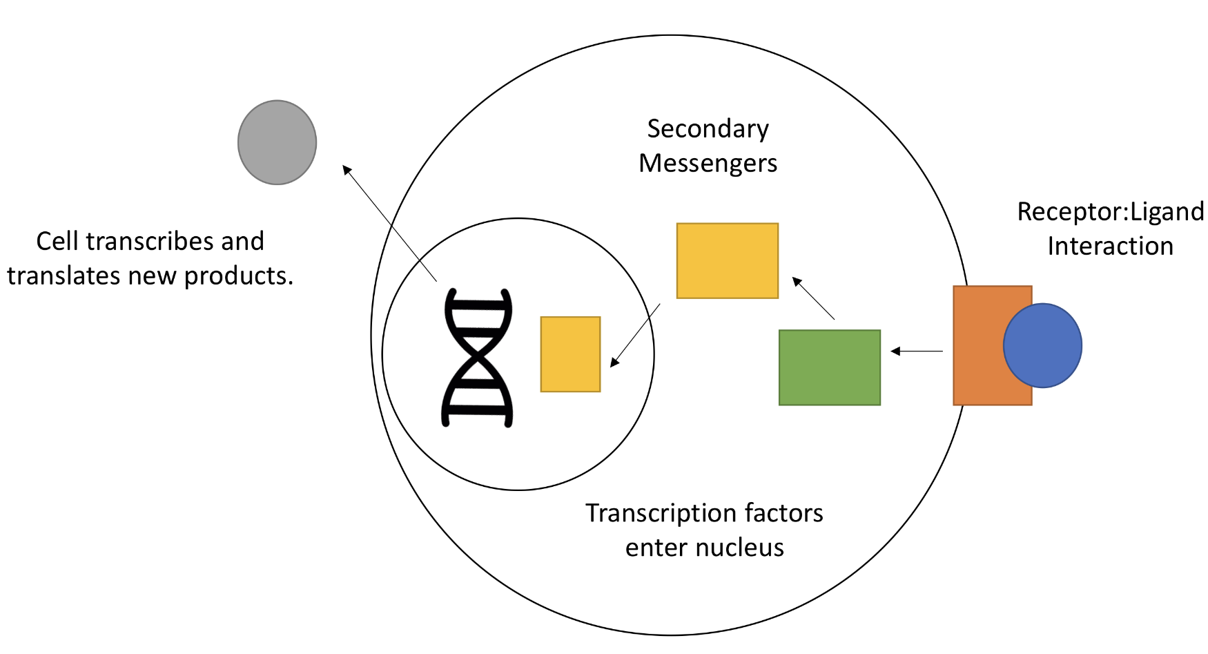 <p>How do receptor interactions change gene expression?</p>