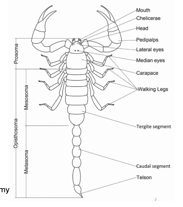<p><strong><u>CHELICERAE</u></strong>:</p><ul><li><p>Specialized claw-like or fang-like mouthparts</p><ul><li><p>MODIFIED LEGS</p></li></ul></li></ul><p></p><p><strong><u>TAGMATA (2)</u></strong>:</p><ol><li><p>Prosoma</p><ul><li><p>Cephalothorax</p></li></ul></li><li><p>Opisthosoma</p><ul><li><p>Abdomen</p></li></ul></li></ol><p></p><p><strong><u>PEDIPALPS</u></strong>:</p><ul><li><p>Sense environment</p></li><li><p>NO ANTENNAE</p></li></ul><p></p><p><strong><u>OPEN CIRCULATORY SYSTEM:</u></strong></p><ul><li><p>Heart pumps blood into hemocoel</p></li><li><p>Exchange both matter (nutrients/waste) and energy (heat/light) with surroundings</p></li></ul><p></p>