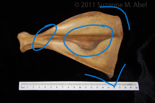 <ul><li><p>folded spine</p></li><li><p>acromion slope</p></li><li><p>rounded <em>and</em> pointed edge</p></li></ul><p></p><p>pig scapula</p>