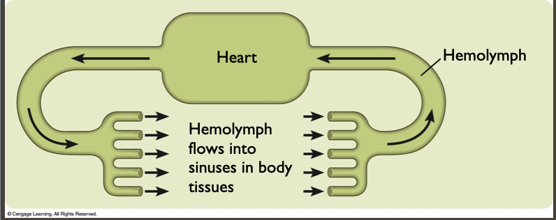 <p>Vessels leaving the heart release blood like fluid called hemolymph, directly into body spaces (sinuses) that surrounds organs</p>