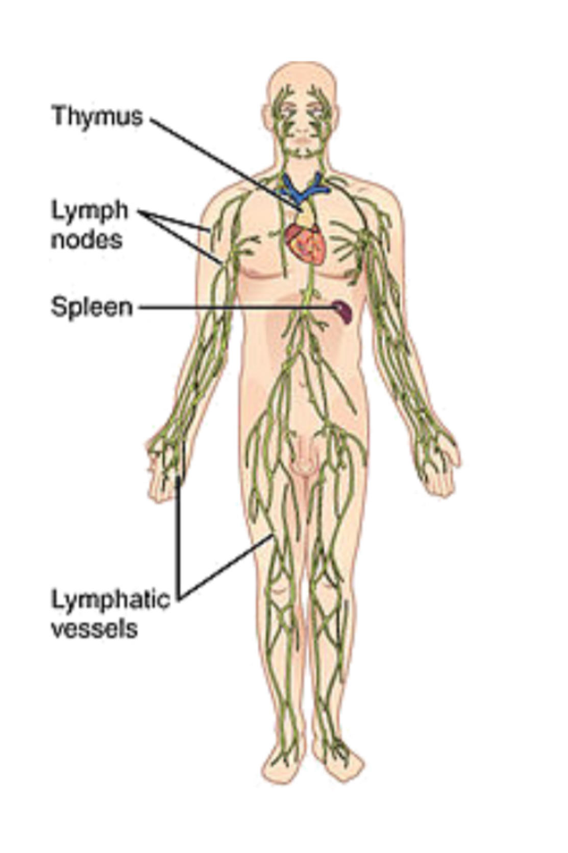 <p>lymphatic system </p>