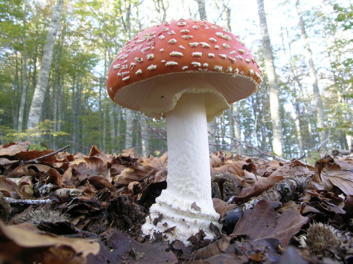 <p>Identificar el hongo</p>