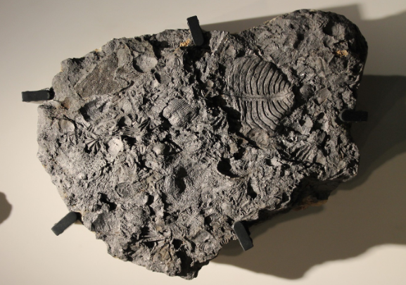 <p>What kind of fossilization is this?</p>