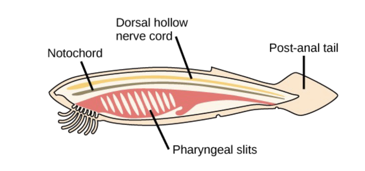 <p><span>Chordates</span></p>