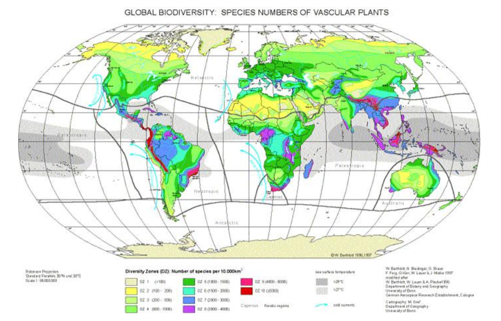 <p>The climate in the tropics likely contributes to higher speciation and lower extinction for most species groups</p>