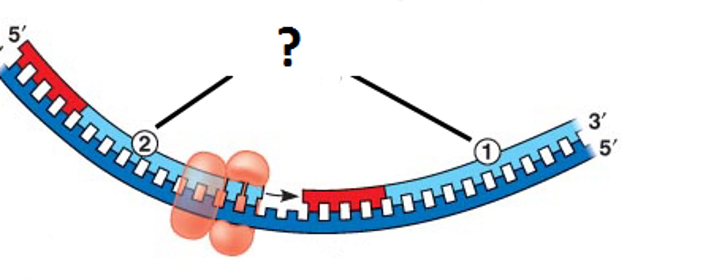 <p>The name of the lagging strand fragments made during DNA replication.</p>