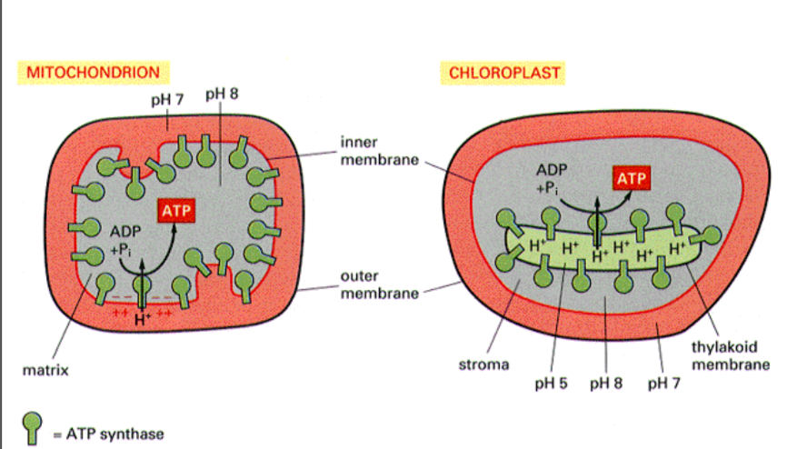 <p>Mitochondria → inner membrane</p><p>Chloroplast → thylakoid membrane</p><p>Both drive ATP synthesis in matrix/stromaZ</p>