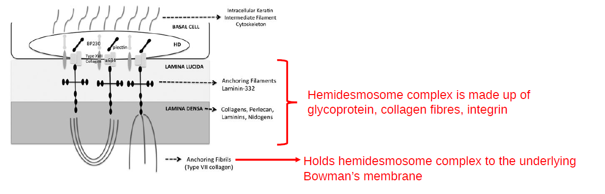 <p>hemidesmosome complex</p>