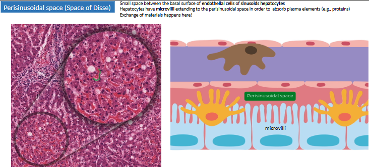 <ul><li><p>btwn <strong>sinusoidal</strong> endothelium (hepatic a. + portal v.) + <strong>hepatocytes</strong> (bile duct + outer)</p></li><li><p><strong>XC of materials here</strong> → hepatocytes have microvilli extending to perisinusoidal space to absorb</p></li></ul><p></p>