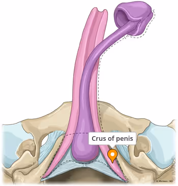 <p>What part of the male reproductive system is this?</p>