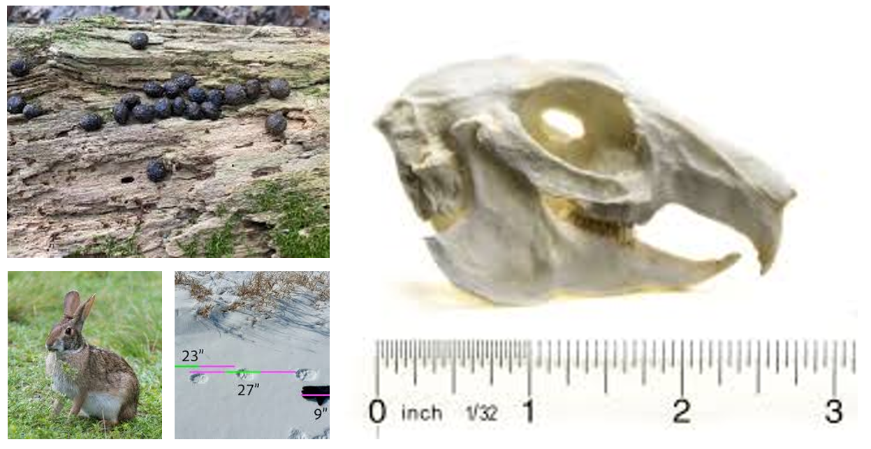 <p><span>two large, elongated hind prints appearing ahead of two smaller, rounder front prints, fibrous,, and light brown to dark brown, round-to-oblong pellets,</span></p>