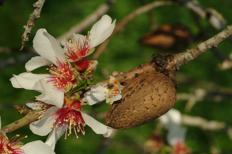 <p><strong>Common name</strong>: Almond</p><p><strong>Part used</strong>: <span style="background-color: transparent; font-family: "Helvetica Neue", sans-serif;">Drupes; kernel and endocarp</span></p><p><strong>Uses</strong>: Lowers LDL, maintains HDL cholesterol; anti-colon cancer, glucose regulation</p><p><strong>Constituents</strong>: <strong>Amygdalin (cyanogenic glycoside)</strong>, flavonoids, phytosterols</p>