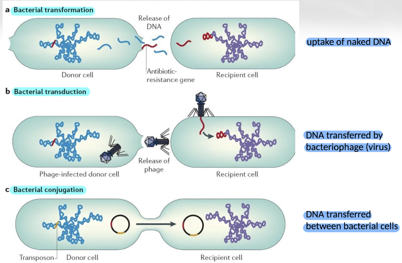 <p>It is the transfer of genetic material between bacteria through mechanisms such as transformation, transduction, and conjugation.</p>