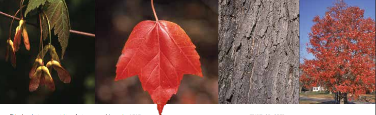 <p>Identify this tree: </p>