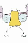 <p>An enzyme that converts ATP to cyclic AMP in response to a chemical signal.</p>