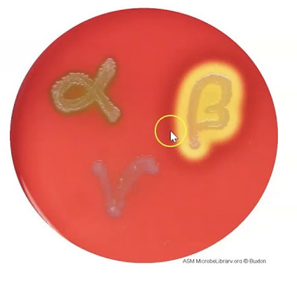 <p>hemolysin assay</p>