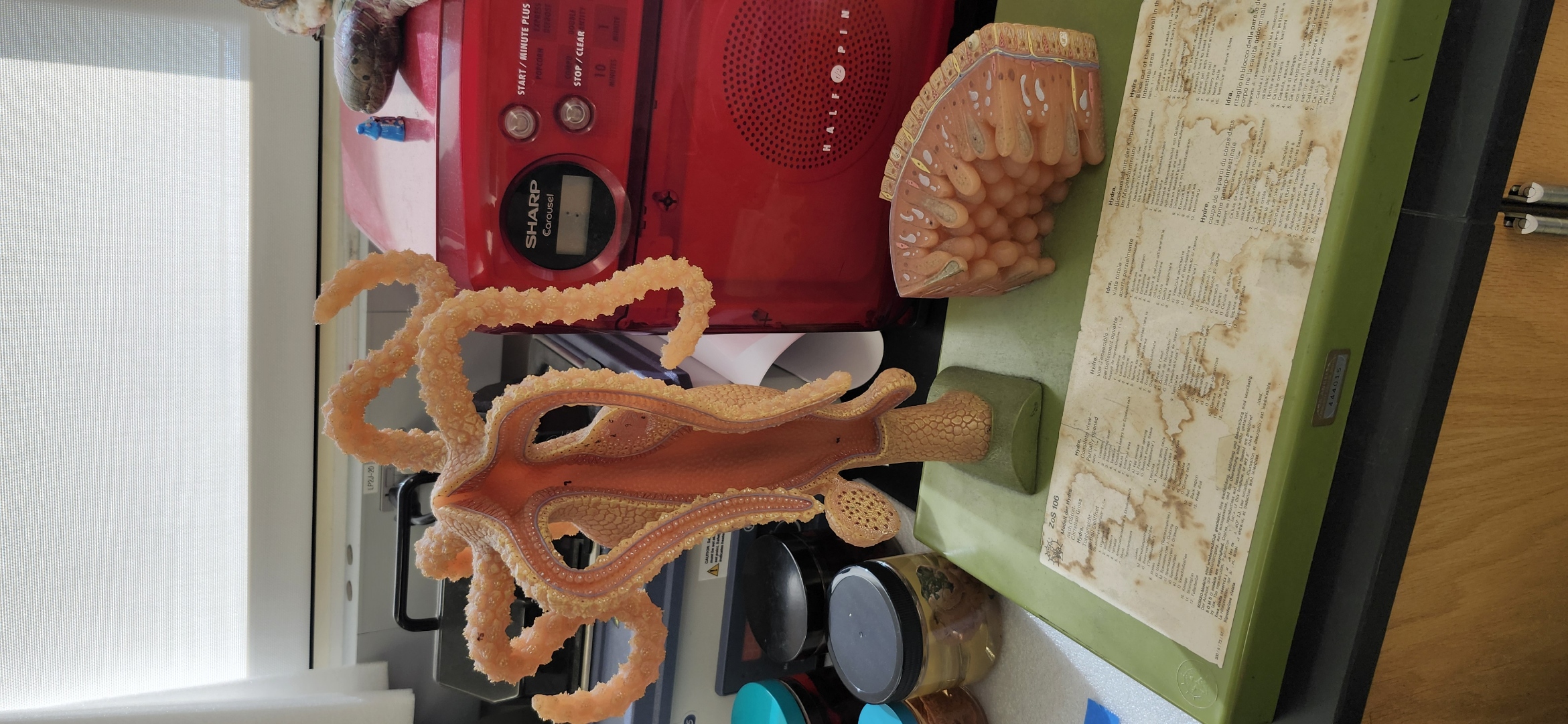 <p>Look at the hydra model</p><p>Identify the following structures</p><p>Polyp form</p><p>Hypostome</p><p>Mouth</p><p>Tentacles</p><p>Gastrovascular cavity</p><p>Cnidocytes</p><p>Nematocysts</p><p>Testes</p><p>Ovary</p><p>Body layers</p><p>Epidermis</p><p>Gastrodermis</p><p>Mesoglea</p>