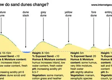 <ol><li><p>embryo dunes form around obsticals e.g. rocks</p></li><li><p>dunes develop and are stabilised by marram grass</p></li><li><p>decomposing vegetation makes sand more fertile which increases range of plans</p></li><li><p>dune slacks can form in depressions ( ponds)</p></li></ol><p></p>