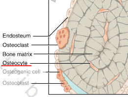 <p>Bone fibers</p><p>o Collagen fibers; calcium-rich ground substance [hard as cement]</p><p>Contained in lacunae</p><ul><li><p>all supportive cells are in lacunae [space in substance]</p></li></ul><p></p>