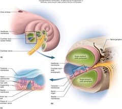 <p>It is the organ of hearing.</p>