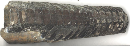 <p>Cambrian - Recent (541-0 Ma)</p><p>Sutures straight or gently undulating</p><p>Shell straight or coiled</p><p>Shell typically unornamented</p>