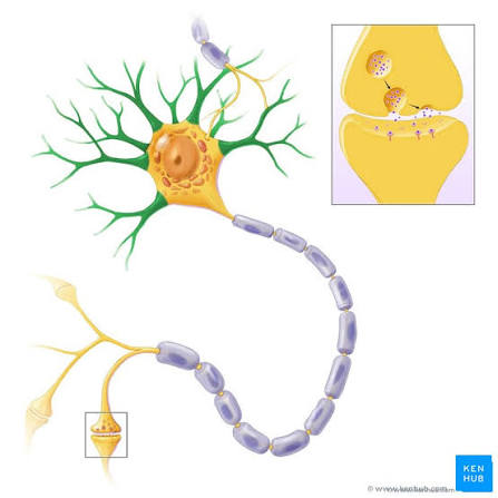 <p>Receive incoming signals from other neurons. Carry signals toward the cell body. Short, branching extensions surrounding the soma.</p>