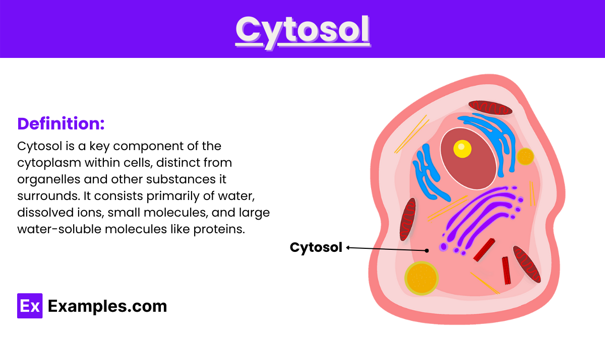 <p>Intracellular fluid containing ions, proteins, and nutrients.</p>