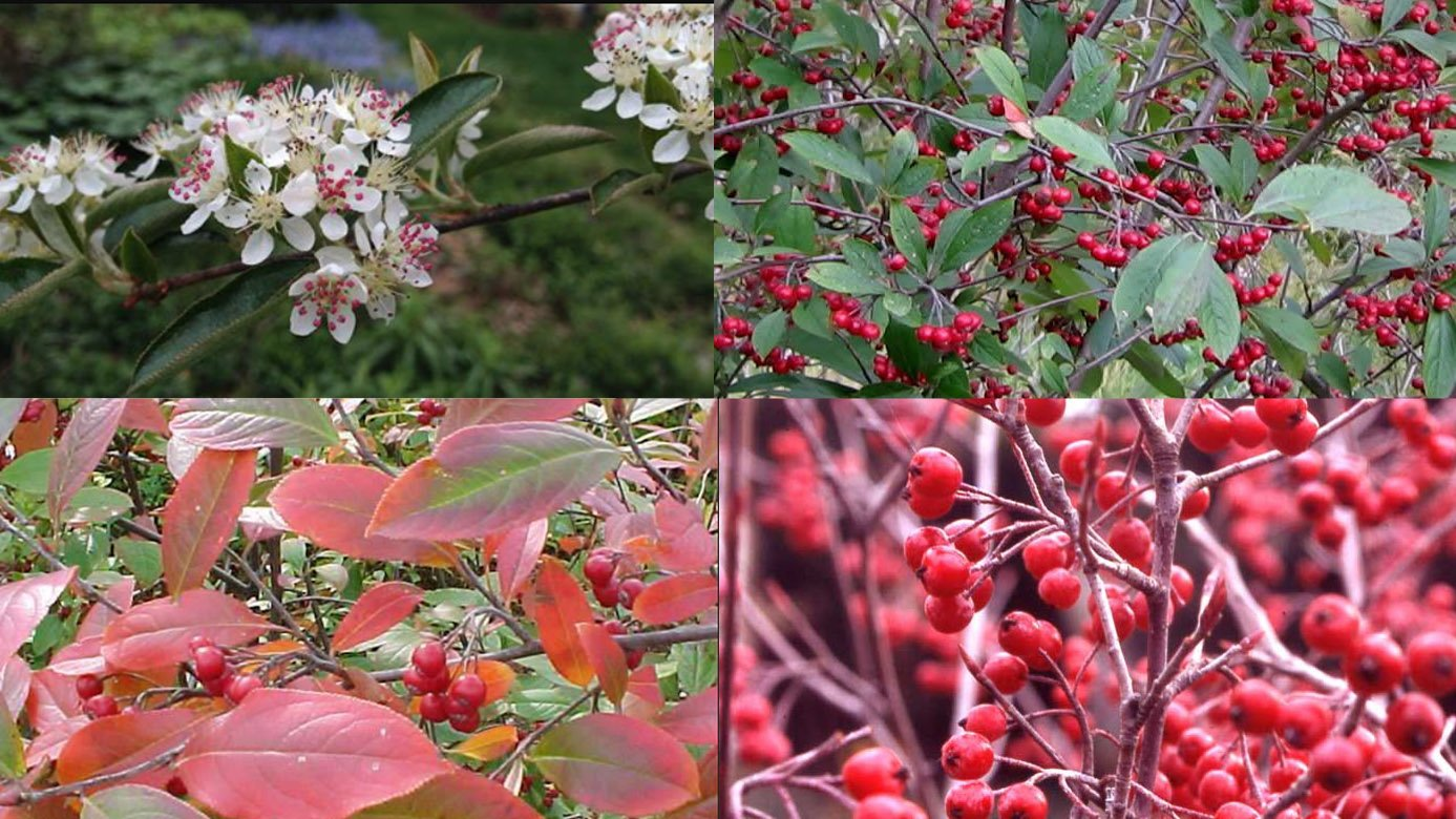 <p>Aronia arbutifolia</p>