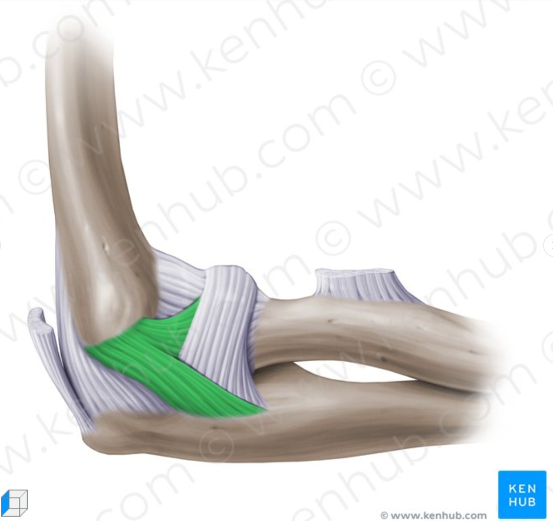 <p>what is the name of the structure and its anatomical location?</p>
