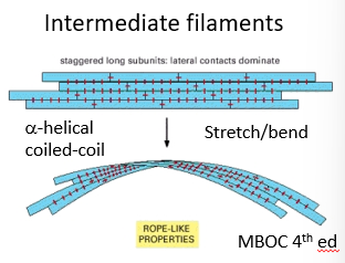 <p>How do intermediate filaments compare mechanically to actin and microtubules?</p>